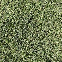 Bermuda Sod - SiteOne